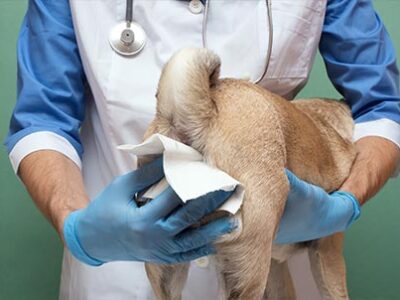Ghiandole perianali di cane e gatto | Clinica La Veterinaria