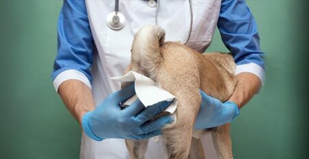 Ghiandole perianali di cane e gatto | Clinica La Veterinaria