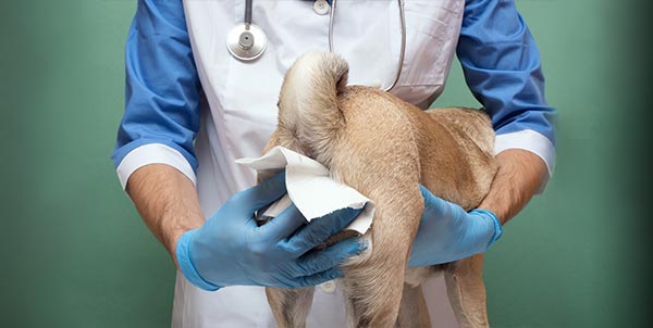 Ghiandole perianali di cane e gatto | Clinica La Veterinaria