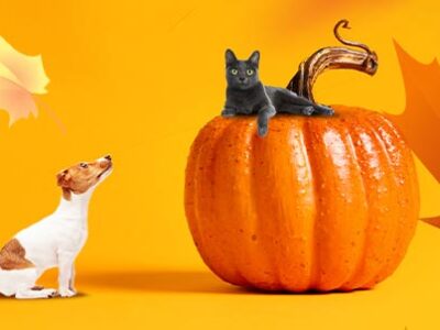 Dieta autunnale cani e gatti | Clinica La Veterinaria