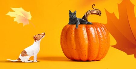 Alimentazione cani e gatti in autunno | Clinica La Veterinaria