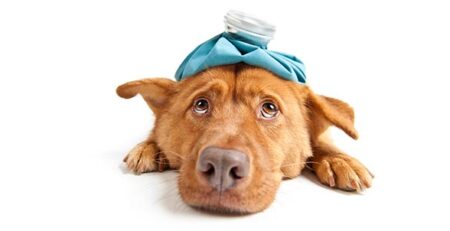 Raffreddore nel cane e nel gatto | Clinica La Veterinaria
