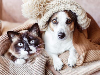 Raffreddore cane | Clinica La Veterinaria