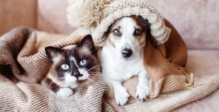 Raffreddore cane | Clinica La Veterinaria