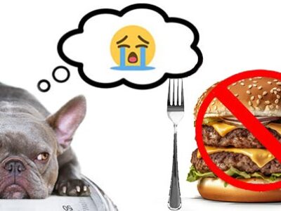 Cani grassi: obesità e patologie da sovrappeso | La Veterinaria