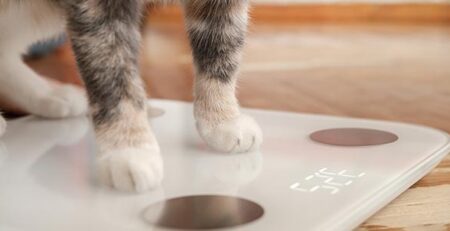 Sovrappeso nel gatto: cause e rimedi | Clinica La Veterinaria