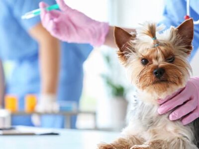 Parvovirosi canina: cause, sintomi, cura | Clinica La Veterinaria