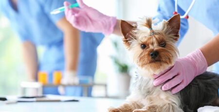 Parvovirosi canina: cause, sintomi, cura | Clinica La Veterinaria