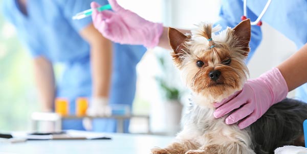 Parvovirosi cane: cause, sintomi, cura | Clinica La Veterinaria