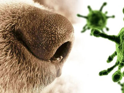 cimurro virus mortale