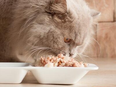 Lipidosi epatica felina: cause e cura | Clinica La Veterinaria