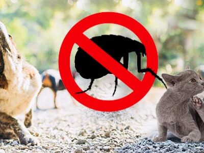 Pulci: come proteggere cane e gatto | Clinica La Veterinaria