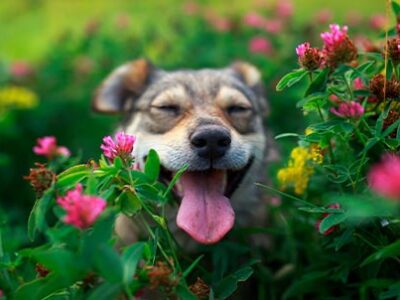 Dermatite cane allergica in primavera | Clinica La Veterinaria