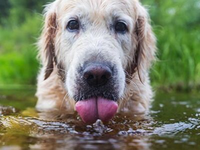 Leptospirosi nel cane: cura e prevenzione | Clinica La Veterinaria