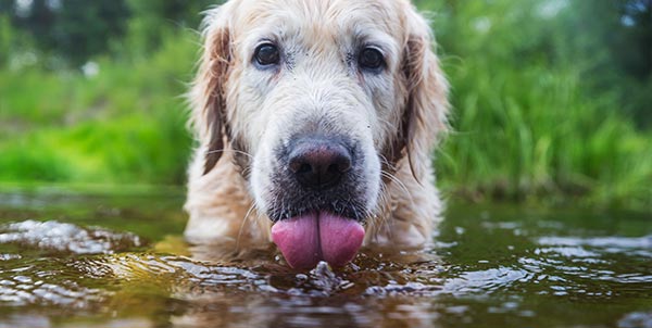 Leptospirosi nel cane: cura e prevenzione | Clinica La Veterinaria