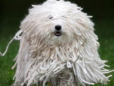 Tosare il cane in estate: assolutamente NO | Clinica La Veterinaria