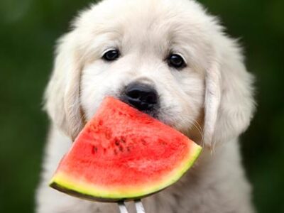 Il cane non mangia a causa del caldo | Clinica La Veterinaria