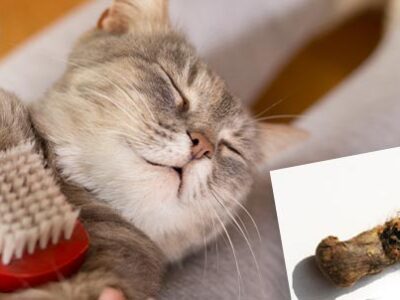 Boli di pelo: cause, rimedi, prevenzione | Clinica La Veterinaria