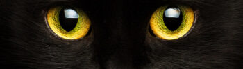 Come vedono i cani e i gatti | Clinica La Veterinaria