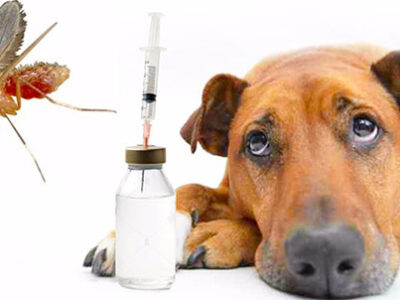 leishmania nei cani risposta immunitaria e vaccino 2