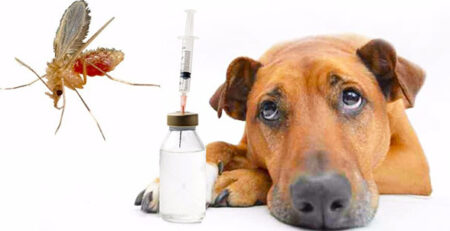 leishmania nei cani risposta immunitaria e vaccino 2