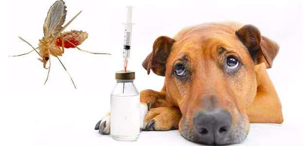 leishmania nei cani risposta immunitaria e vaccino 2