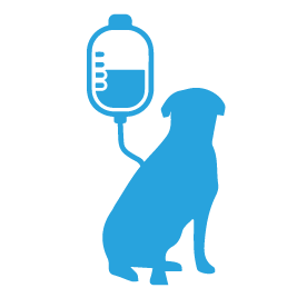day-hospital-ricoveri-degenze-cane-e-gatto-clinica-la-veterinaria