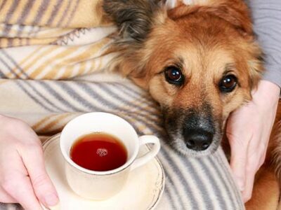 Freddo: come proteggere cani e gatti | Clinica La Veterinaria