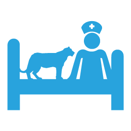 ricovero-h24-terapia-intensiva-cane-e-gatto-pronto-soccorso-clinica-la-veterinaria
