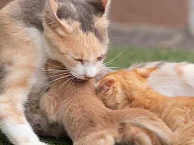 Gatta incinta: cosa fare? | Clinica La Veterinaria