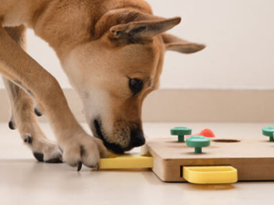 Giochi da fare in casa con il cane | Clinica La Veterinaria