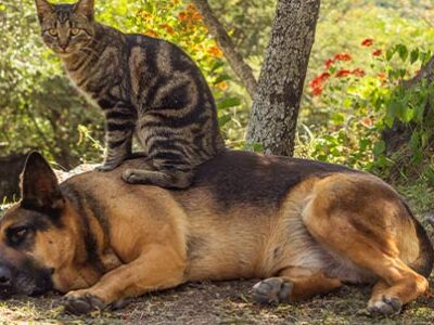 Parassiti di cani e gatti: pulci, zecche, zanzare e flebotomi | Clinica La Veterinaria