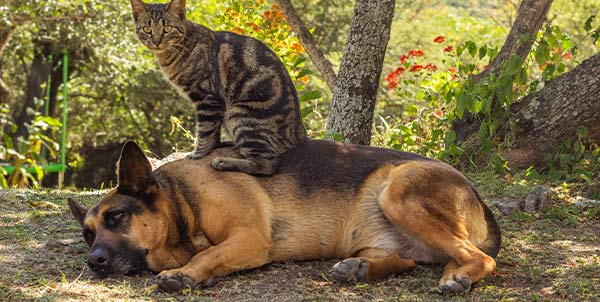 Parassiti di cani e gatti: pulci, zecche, zanzare e flebotomi | Clinica La Veterinaria