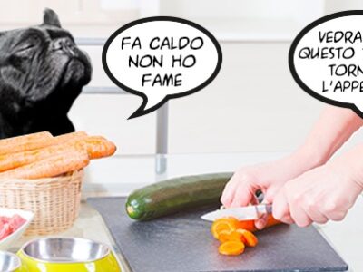 caldo cane appetito inappetenza