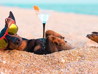 Mare, spiaggia e cani: consigli pratici | Clinica La Veterinaria