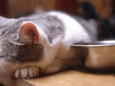 Epatopatie del gatto e sintomi | Clinica La Veterinaria