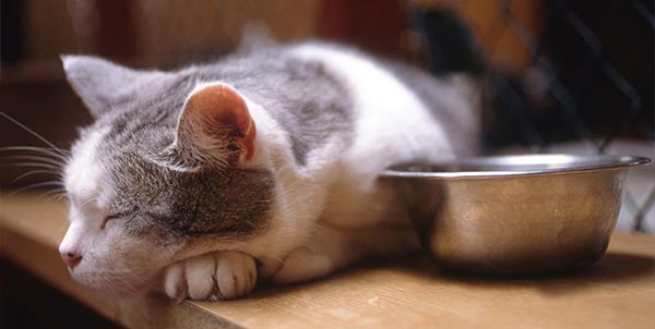 Epatopatie del gatto e sintomi | Clinica La Veterinaria