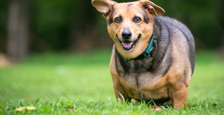 Sindrome di Cushing nel cane | Clinica La Veterinaria