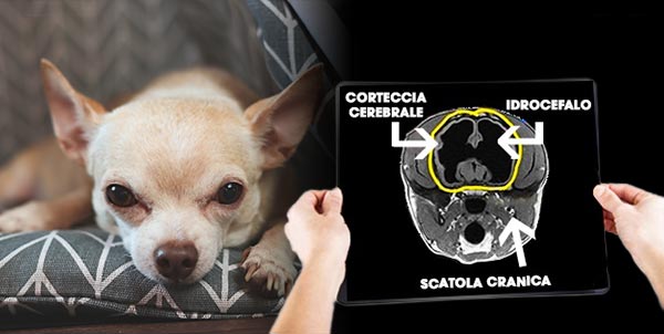 Idrocefalia: a rischio Pinscher e Chihuahua | Clinica La Veterinaria