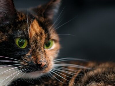 vibrisse gatto