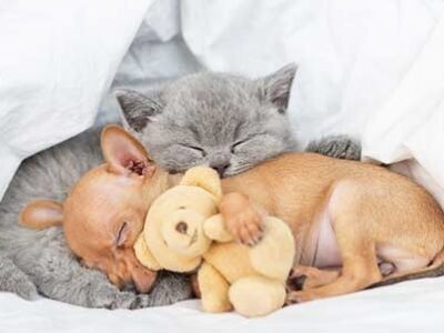 sonno e sogni di cani e gatti