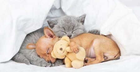 sonno e sogni di cani e gatti