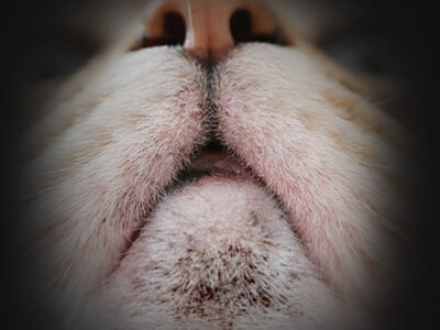 acne felina