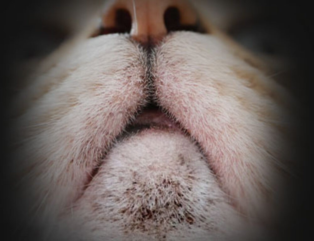 QUANDO PROCEDERE ALLA CASTRAZIONE CANE MASCHIO Clinica La Veterinaria