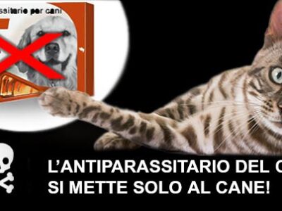 La permetrina uccide i gatti | Clinica La Veterinaria