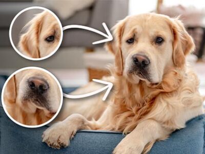 La sindrome di Horner nel cane e nel gatto | Clinica La Veterinaria