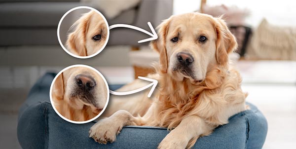 La sindrome di Horner nel cane e nel gatto | Clinica La Veterinaria