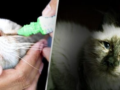 Rinotracheite virale felina | Clinica La Veterinaria