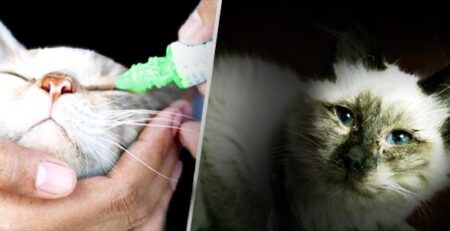 Rinotracheite virale felina | Clinica La Veterinaria