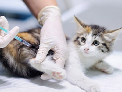 FeLV felina ovvero la leucemia dei gatti | Clinica La Veterinaria
